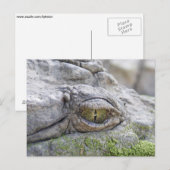 Carte Postale Crocodile eye (Devant / Derrière)