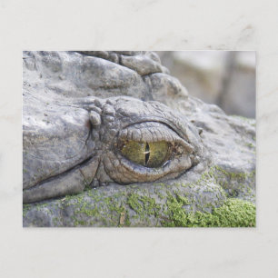 Carte Postale Crocodile eye