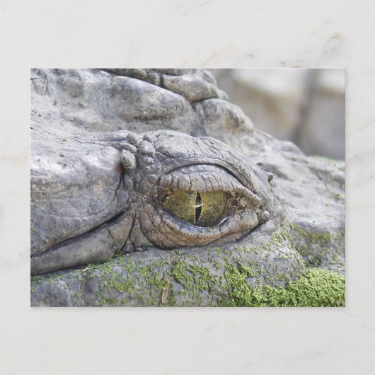 Carte Postale Crocodile eye (Devant)