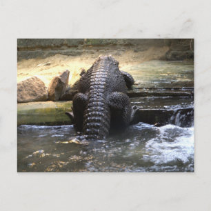 Carte Postale Crocodile nain