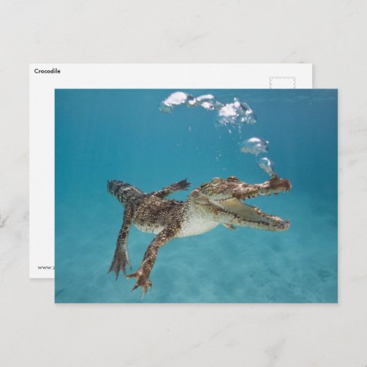 Carte Postale Crocodile plongeur (Devant / Derrière)