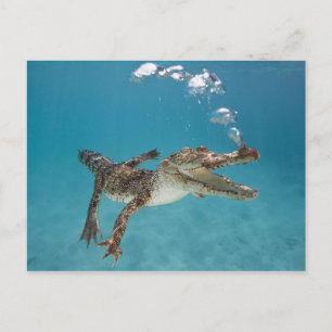 Carte Postale Crocodile plongeur