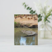 CARTE POSTALE CROCODILE QUEENSLAND AUSTRALIE (Debout devant)