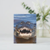 Carte Postale Crocodile souriant (Debout devant)