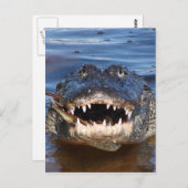 Carte Postale Crocodile souriant (Devant / Derrière)