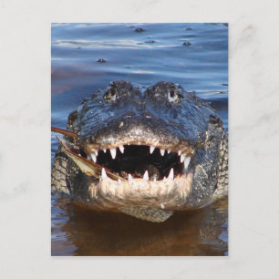 Carte Postale Crocodile souriant