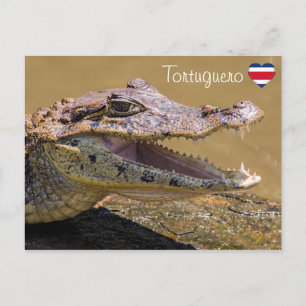 Carte Postale Crocodile souriant en Tortuguero - Costa Rica