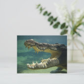Carte Postale Crocodiles bouche ouverte (Debout devant)