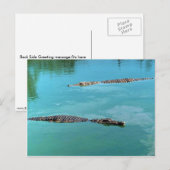 Carte Postale Crocodiles du Nil (Devant / Derrière)