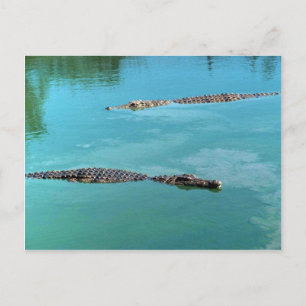 Carte Postale Crocodiles du Nil