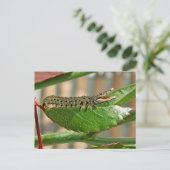 Carte postale crocopillaire (Debout devant)