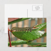 Carte postale crocopillaire (Devant / Derrière)