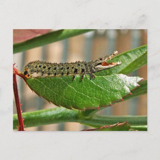 Carte postale crocopillaire (Devant)
