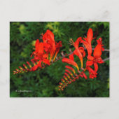 Carte Postale Crocosmia Rouge Lucifer Coppertip Fleurs (Devant)