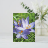 Carte Postale Crocus (Debout devant)