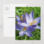 Carte Postale Crocus (Devant / Derrière)