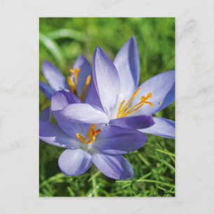 Carte Postale Crocus