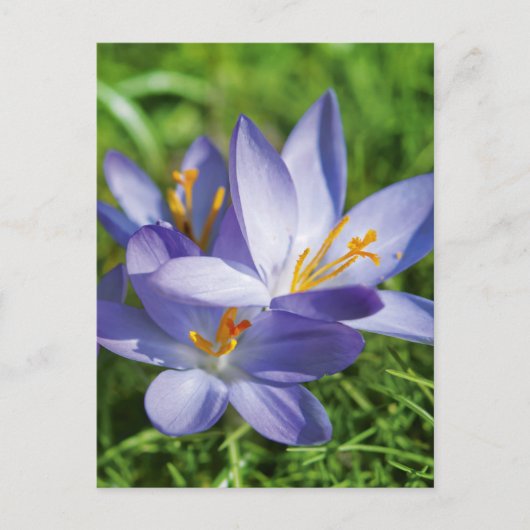 Carte Postale Crocus (Devant)