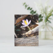 Carte Postale Crocus (Debout devant)