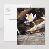 Carte Postale Crocus (Devant / Derrière)