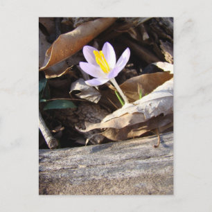 Carte Postale Crocus