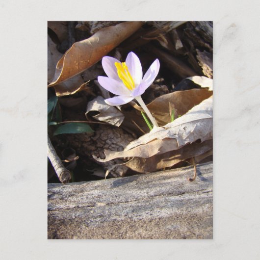 Carte Postale Crocus (Devant)