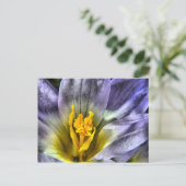 Carte Postale Crocus (Debout devant)