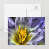 Carte Postale Crocus (Devant / Derrière)