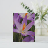 Carte postale Crocus (Debout devant)