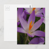 Carte postale Crocus (Devant / Derrière)