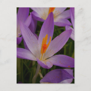 Carte postale Crocus