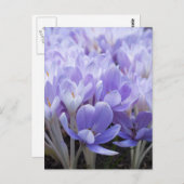 Carte postale Crocus (Devant / Derrière)