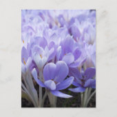 Carte postale Crocus (Devant)