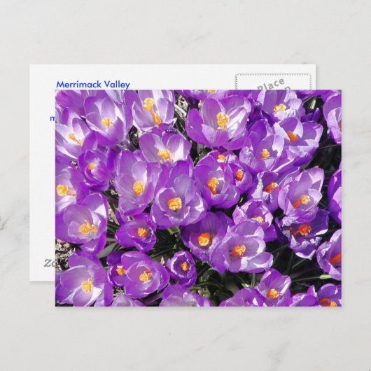 Carte postale Crocus (Devant / Derrière)
