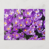 Carte postale Crocus (Devant)