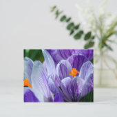 carte postale crocus (Debout devant)