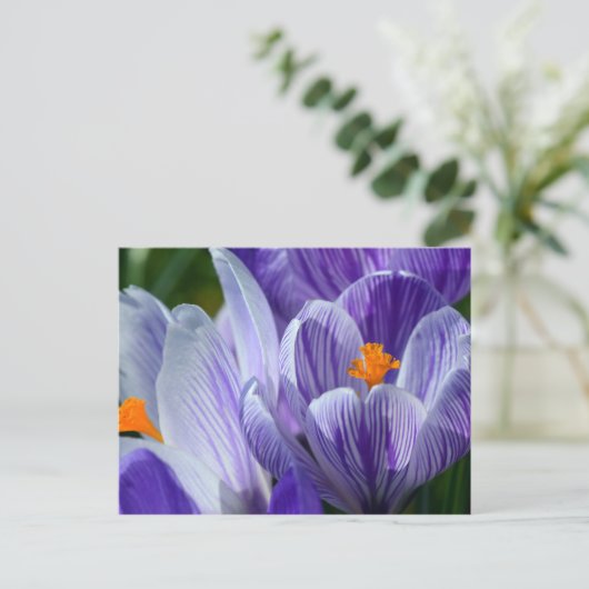 carte postale crocus (Debout devant)