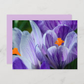 carte postale crocus (Devant / Derrière)