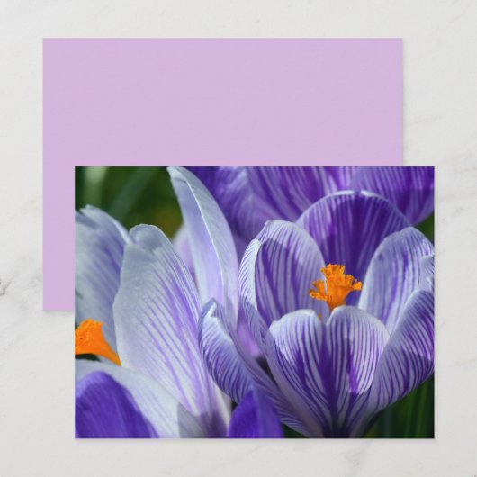 carte postale crocus (Devant / Derrière)