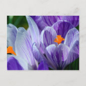 carte postale crocus (Devant)