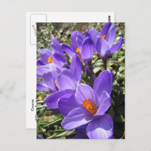Carte Postale Crocus (Devant / Derrière)