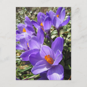 Carte Postale Crocus