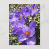 Carte Postale Crocus (Devant)