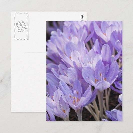 Carte postale Crocus (Devant / Derrière)