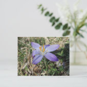 Carte Postale Crocus (Debout devant)