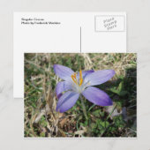 Carte Postale Crocus (Devant / Derrière)
