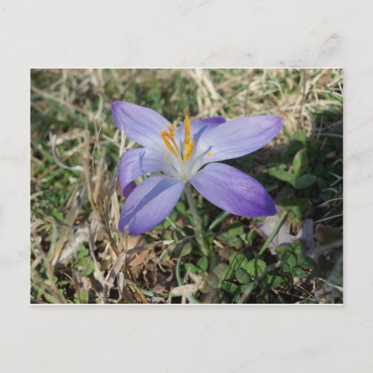 Carte Postale Crocus (Devant)