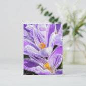 Carte Postale Crocus à rayures pourpres pérennes (Debout devant)