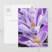 Carte Postale Crocus à rayures pourpres pérennes (Devant / Derrière)