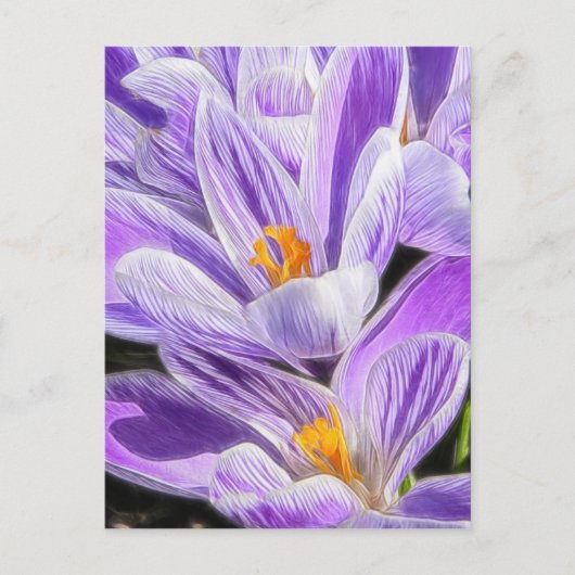 Carte Postale Crocus à rayures pourpres pérennes (Devant)